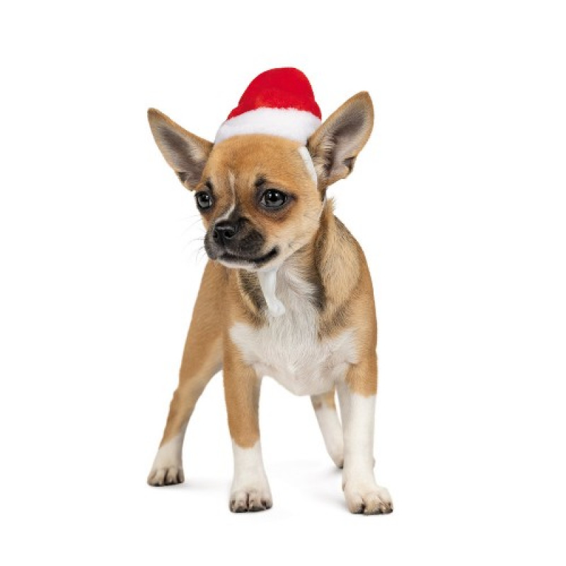 Ковпак Pet Fashion новорічний для собак, розмір XS, червоний