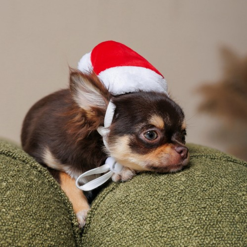 Ковпак Pet Fashion новорічний для собак, розмір XS, червоний
