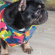 Жилет Pet Fashion «Spring» для собак, розмір XS, принт