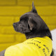 Борцівка Pet Fashion «Puppy» для собак, розмір XS2, жовта