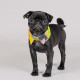 Комірець Pet Fashion «Bright» для собак, розмір S-М, жовтий