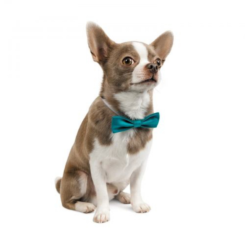 Метелик Pet Fashion, розмір XS-M, бірюза