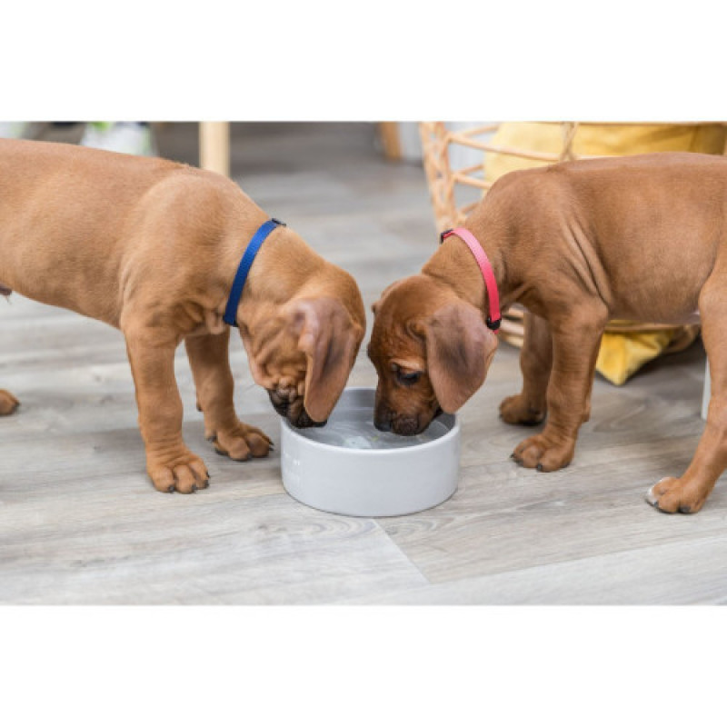 Миска Trixie для цуценят Junior керамічна 800 мл 16 см