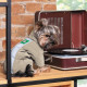 Комбінезон Pet Fashion Ego для собак, розмір М, бежевий