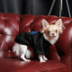 Толстовка Pet Fashion Ukraine для собак, розмір M, чорна