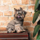 Костюм Pet Fashion «PF Style» для собак, розмір XS2, бежевий (лімітована серія)