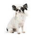 Шапка Pet Fashion Bubo для собак, розмір S, хакі