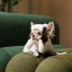 Шапка Pet Fashion Bubo для собак, розмір S, хакі
