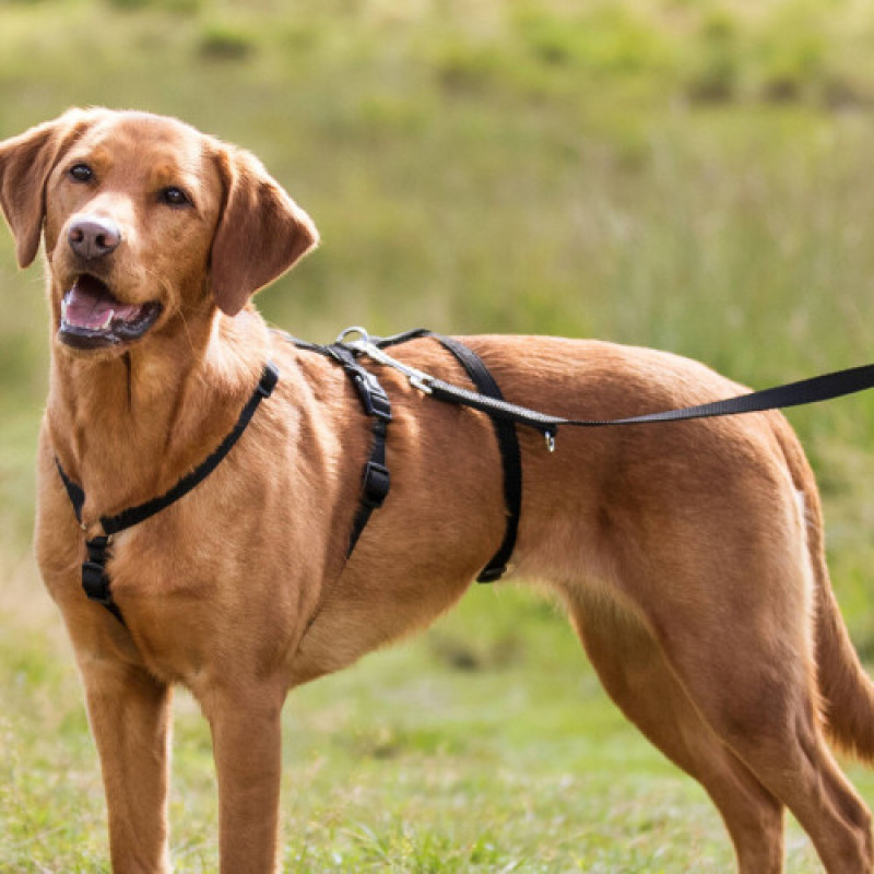 Шлея Trixie для собак S-M 40-65 см х 15 мм чорна