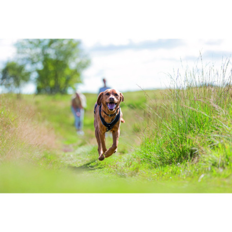 Шлея Trixie Преміум трекінгова L 70–85 см х 25 мм чорний-графіт