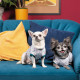 Футболка Pet Fashion Flora для собак бавовна трикотаж білий з квітковим принтом XS2